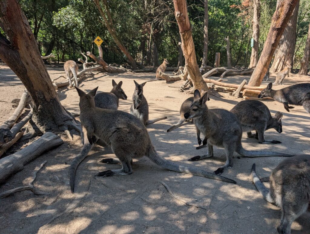 Wallaby Parc myocastors Oléron
